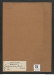 Grammatophora gibberula Kuetz. (de-Toni-Nr.: Genus 93, Species 3024) Zeichnungen Sammlung Grunow Mappe 03204 (Herbarium_W_Grunow_drawings_Folder_03204)